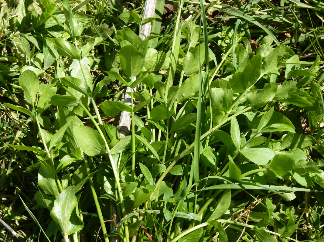 Sium sisarum